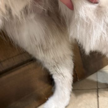 Bath & Beyond Pet Salon - Choppy cut - Pet Groomers Near Me - Greenwood, Indiana