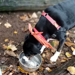 Jasper's Dog Park