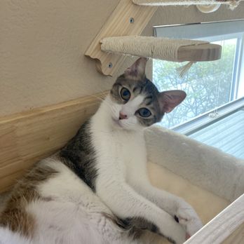 Cat & Craft - This is Walter - Coffee & Tea Near Me - Vista, California Cat & Craft - This is Walter - Coffee & Tea Near Me - Vista, California