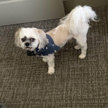 BEAUTY IN THE BEAST GROOMING - Updated December 2025 - 21 Photos