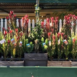 Heyne's Nurseries - Autumn colour