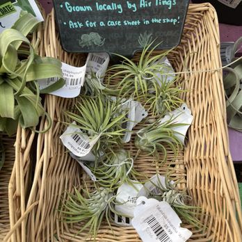 Alameda GreenHouse - Air plants - Nurseries & Gardening Near Me - Albuquerque, New Mexico Alameda GreenHouse - Air plants - Nurseries & Gardening Near Me - Albuquerque, New Mexico