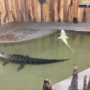 Gray Line New Orleans - Albino alligator kept in the shop, if not he wouldn't survive in the wild. - Tours Near Me - New Orleans, Louisiana Gray Line New Orleans - Albino alligator kept in the shop, if not he wouldn't survive in the wild. - Tours Near Me - New Orleans, Louisiana