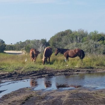 Wild Horse Adventure Tours - Tours Near Me - Corolla, North Carolina Wild Horse Adventure Tours - Tours Near Me - Corolla, North Carolina