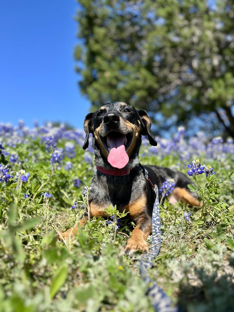 Stay-N-Play Pet Ranch Image