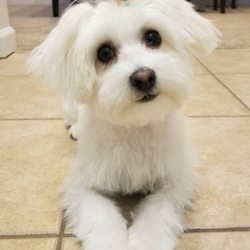 smarty pets mobile grooming