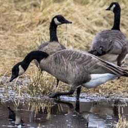 Traylor Ranch Nature Reserve and Bird Sanctuary - Canadian Geese at the refuge