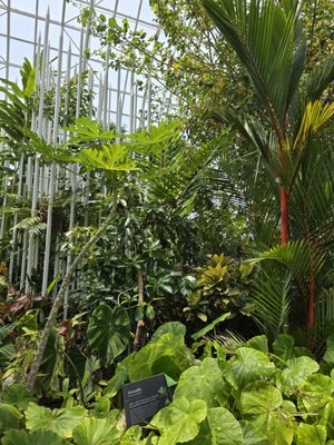 Myriad Botanical Gardens by null