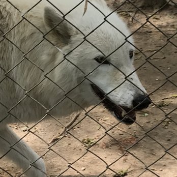 Tiger World - Zoos Near Me - Rockwell, North Carolina