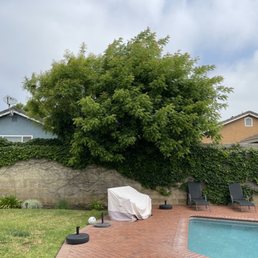 Tree that I had to have it removed because it was in between 2 walls Tree that I had to have it removed because it was in between 2 walls