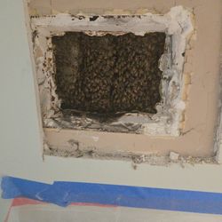 City Bee Savers - Hive of bees in the wall.