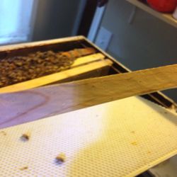 Beekeeper Mike
