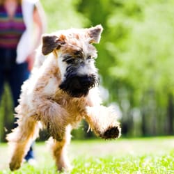Dog Obedience College of Memphis - Have the confidence to interact with your dog off leash!