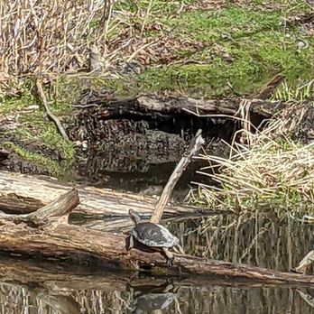 Golden Gardens Park - Turtle!! - Parks Near Me - Seattle, Washington Golden Gardens Park - Turtle!! - Parks Near Me - Seattle, Washington