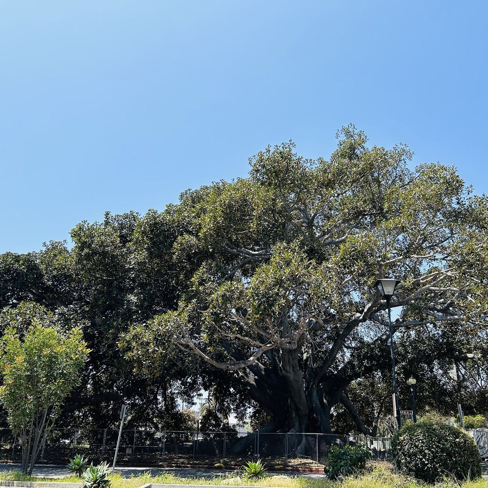 Moreton Bay Fig Tree Park - 5/27/24 This fig tree us massive, some of the branches reaching out to the freeway entrance (to the right) - Parks Near Me - Santa Barbara, California Moreton Bay Fig Tree Park - 5/27/24 This fig tree us massive, some of the branches reaching out to the freeway entrance (to the right) - Parks Near Me - Santa Barbara, California