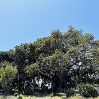 Moreton Bay Fig Tree Park - 5/27/24 This fig tree us massive, some of the branches reaching out to the freeway entrance (to the right) - Parks Near Me - Santa Barbara, California Moreton Bay Fig Tree Park - 5/27/24 This fig tree us massive, some of the branches reaching out to the freeway entrance (to the right) - Parks Near Me - Santa Barbara, California