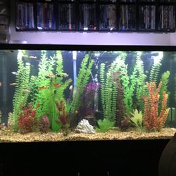 Mario's Fish Care