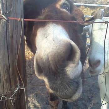 Smoakhouse Ranch - Oh Hi! (one of the permanent "residents" at the ranch) - Bed & Breakfast Near Me - Branford, Florida Smoakhouse Ranch - Oh Hi! (one of the permanent "residents" at the ranch) - Bed & Breakfast Near Me - Branford, Florida