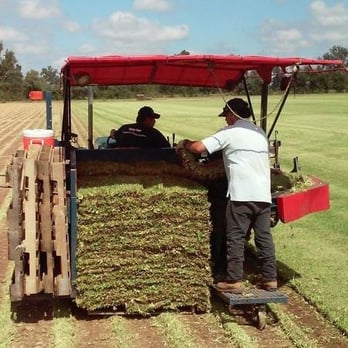 Camp Davis Stone - Quality Grass - Building Supplies Near Me - Bullard, Texas Camp Davis Stone - Quality Grass - Building Supplies Near Me - Bullard, Texas