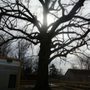 Chinquapin Oak Park