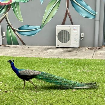 Savannah Estate - A frequent visitor! - Wineries Near Me - Mount View, NSW Savannah Estate - A frequent visitor! - Wineries Near Me - Mount View, NSW
