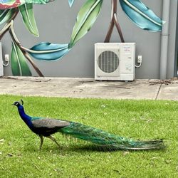 Savannah Estate - A frequent visitor!