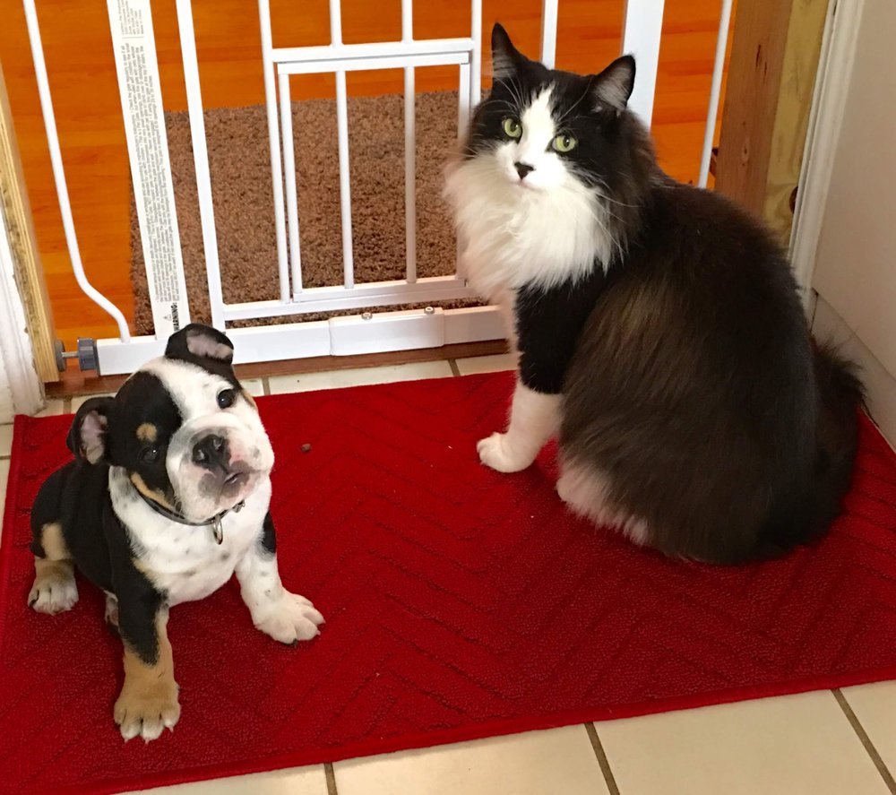 Backwoods Trail Veterinary Clinic Image