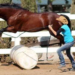 Rancho Bravo - Natural Horsemanship Training