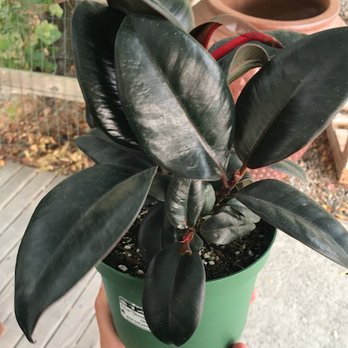 Plant and Pottery Outlet - Nurseries & Gardening Near Me - Sunol, California Plant and Pottery Outlet - Nurseries & Gardening Near Me - Sunol, California