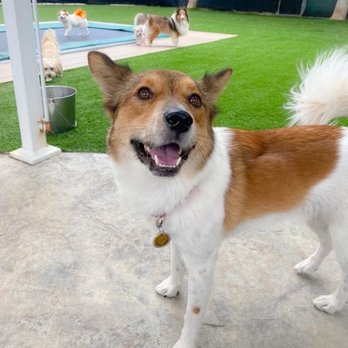 Creature Comfort BnB - Dog Walkers Near Me - Los Angeles, California