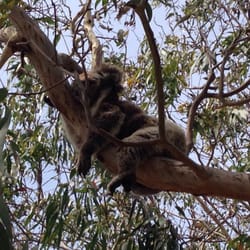 Koala Cove Cafe