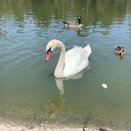 "STOP LOOKING AT ME SWAN!" - Billy Madison "STOP LOOKING AT ME SWAN!" - Billy Madison