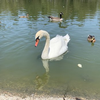 El Dorado Regional Park West - "STOP LOOKING AT ME SWAN!" - Billy Madison - Parks Near Me - Long Beach, California El Dorado Regional Park West - "STOP LOOKING AT ME SWAN!" - Billy Madison - Parks Near Me - Long Beach, California