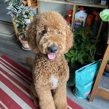 Posey Pups - Pet Groomers Near Me - Fairfax, Virginia Posey Pups - Pet Groomers Near Me - Fairfax, Virginia