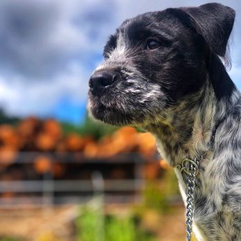 Forest Valley Veterinary Clinic - Hank - Veterinarians Near Me - Cottage Grove, Oregon