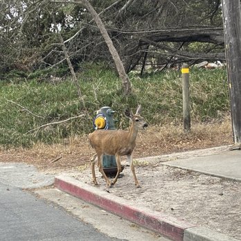 Lighthouse Lodge & Cottages - Lots of deer in the area - Hotels Near Me - Pacific Grove, California