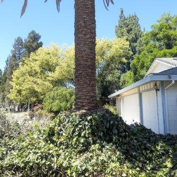De La Cruz Tree Service - Tree Services Near Me - Elk Grove, California