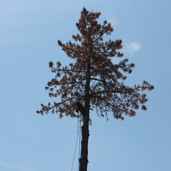 NorCal Tree Care - Tree Services Near Me - Cloverdale, California NorCal Tree Care - Tree Services Near Me - Cloverdale, California