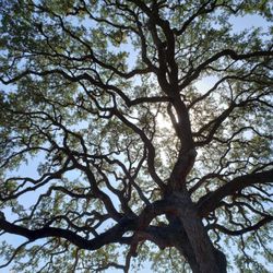 Gilbert Tree Service