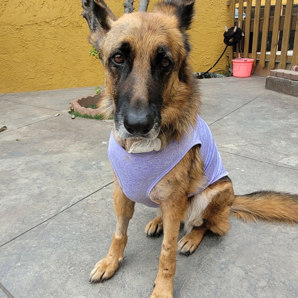 VEG ER for Pets - Emergency Pet Hospital Near Me - Manhattan Beach, California