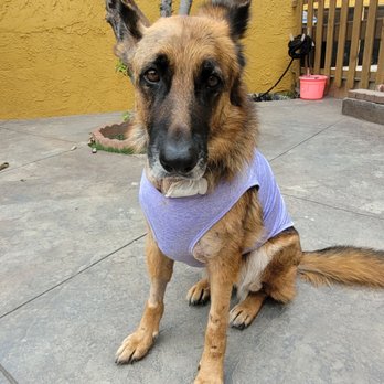 VEG ER for Pets - Emergency Pet Hospital Near Me - Manhattan Beach, California VEG ER for Pets - Emergency Pet Hospital Near Me - Manhattan Beach, California