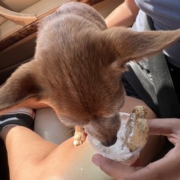 Puppachino!