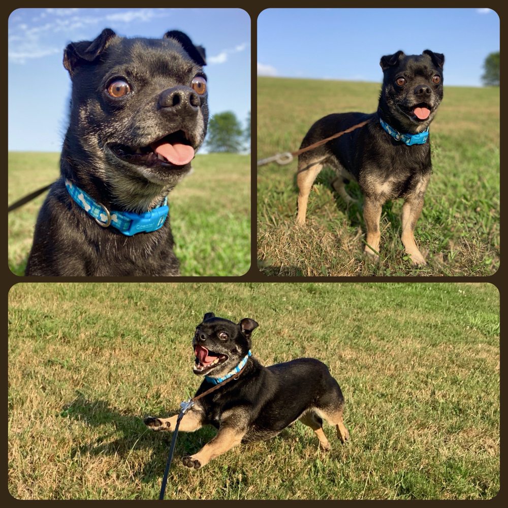 BARTON MANOR KENNELS Updated October 2024 228 Photos 1329 Deer