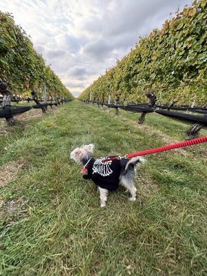 Pindar Vineyards by null