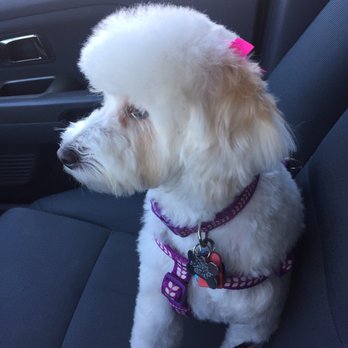 Clean Critters - Look at my hair bows, momma!! - Pet Groomers Near Me - Austin, Texas