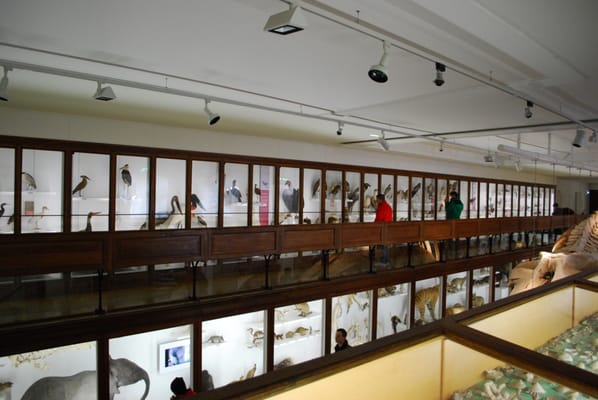 Natural History Museum by null