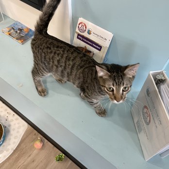 Kitty Pause Kitty Cafe - Pet Adoption Near Me - Mesa, Arizona Kitty Pause Kitty Cafe - Pet Adoption Near Me - Mesa, Arizona