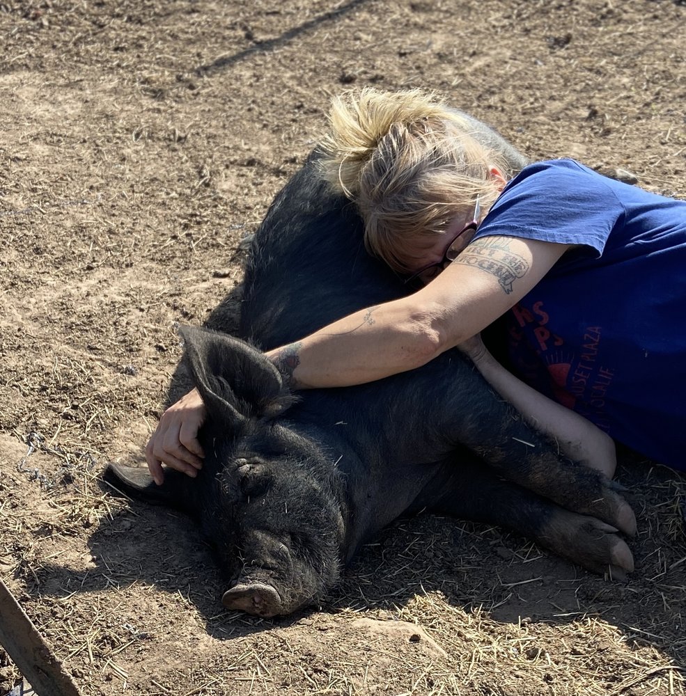 HOUSTON MINI PIG RESCUE AND FARM SANCTUARY Updated September 2024