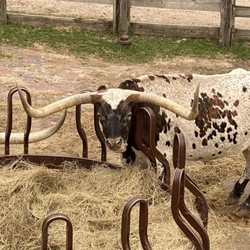 Fort Worth Stock Yards Cattle Drive - Longhorn pens