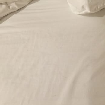 Wilshire Crest Hotel - Hair on sheets - Hotels Near Me - Los Angeles, California Wilshire Crest Hotel - Hair on sheets - Hotels Near Me - Los Angeles, California